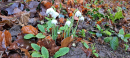 Snowdrops 2